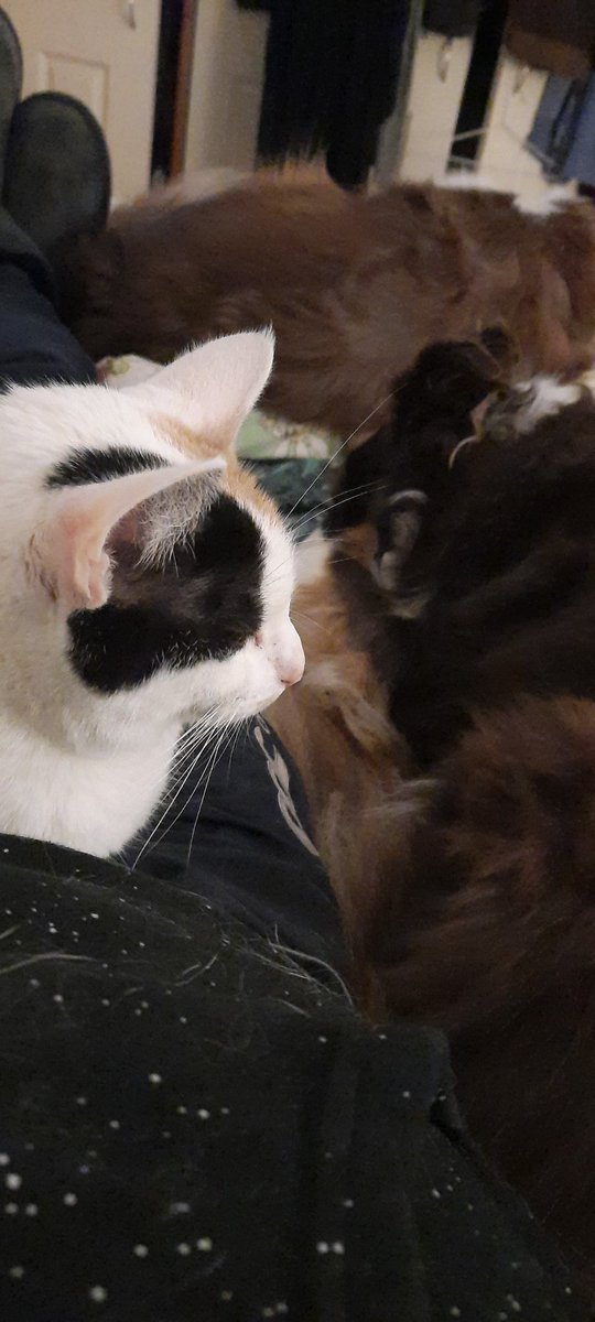 peldorstirzs's tweet photo. Evening #couchpeloton. No #toursnacks tonight but 3 #tourpets #tourdog #tourcat https://t.co/3mjuMgddAl