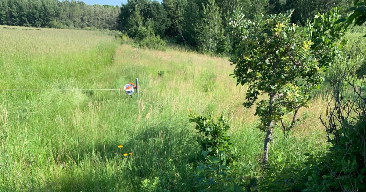 Long recovery periods are critical to a grazing system that is focused on #regeneration.  New seedlings are allowed to establish and root reserves of desirable plants are replenished before the next graze.  We try to graze our pastures once during the growing season. #boydsbeef
