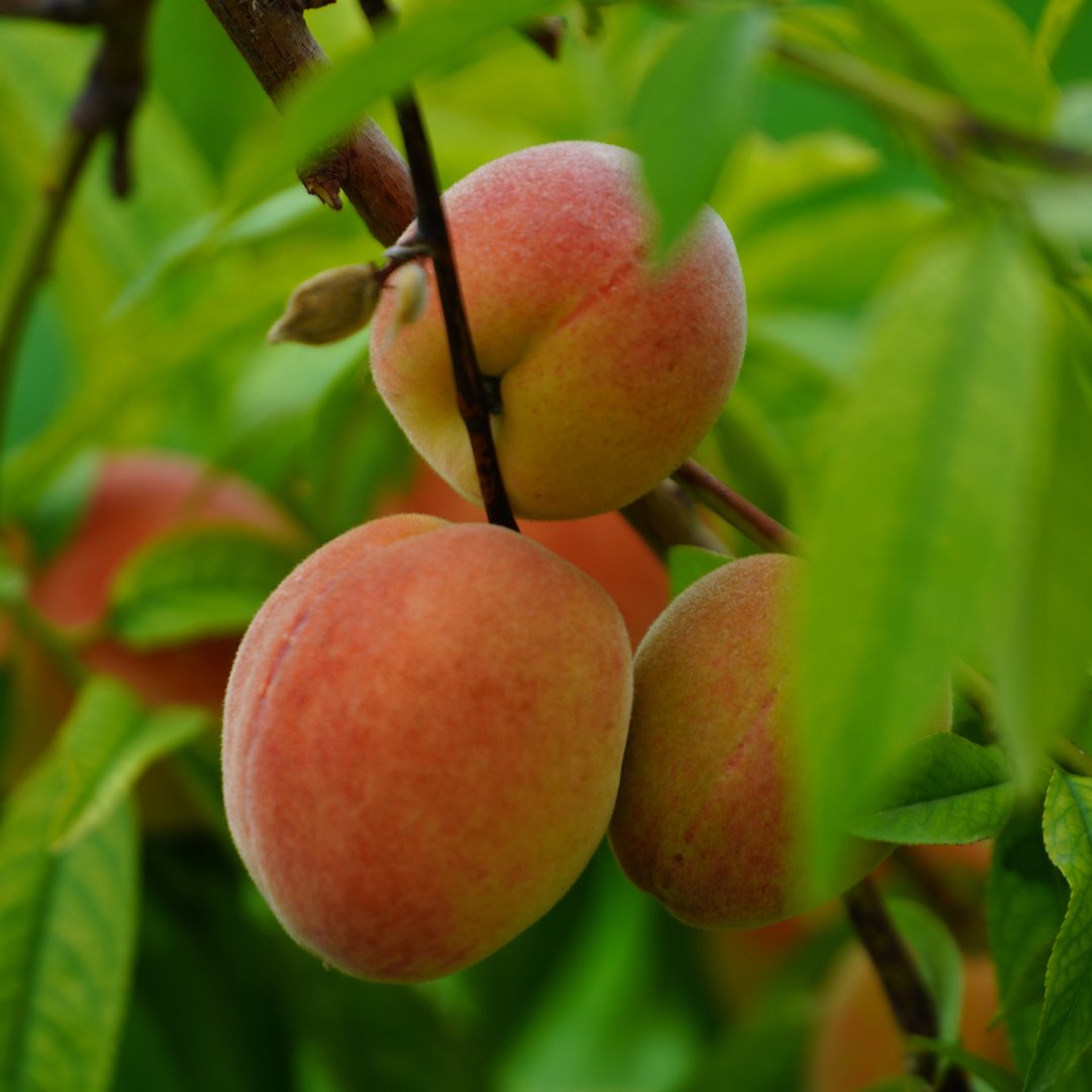 Only fresh peaches for our wines 🍑

#farmfreshwinecompany #naturalwine #fruitwine #freshfruit #fruit #peach #moscato #bubbly #peachbubblymoscato #morewineplease #fruityeah #farmfamily #farmtobottle #farm #country #countrylife #winenight #wineoclock #wineyeah #winenot #winetime