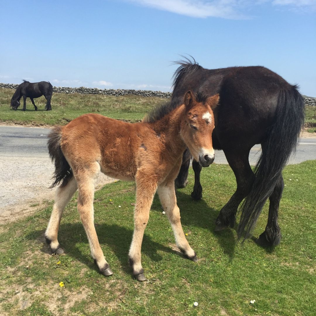 DevonCC's tweet photo. ⚠️  If you're heading to Dartmoor this summer, remember to slow down. You never know what awaits you around that next bend. https://t.co/QBiFOjBsPl
