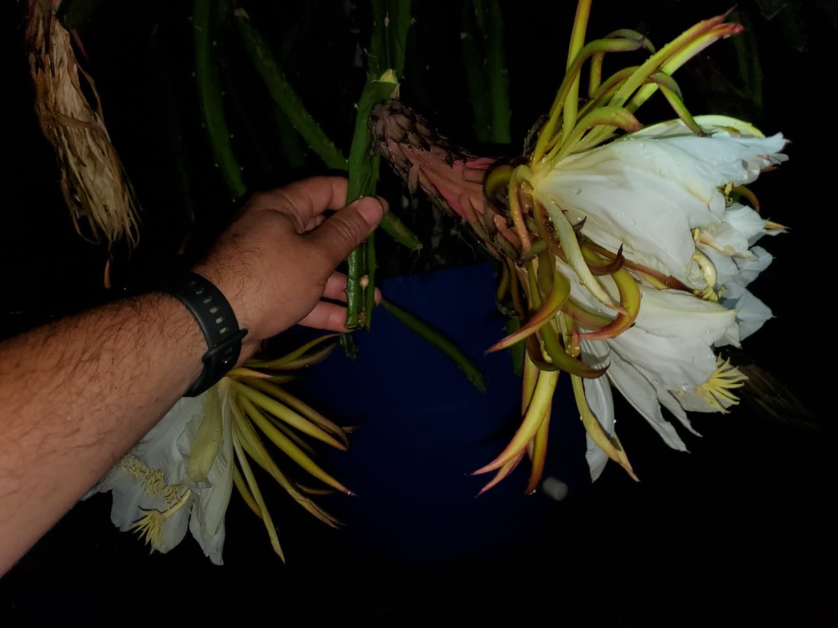 SpicyExotics's tweet photo. Have you seen a siamese Dragon Fruit flower before? #SpicyExotics #DragonFruit #Pitahaya https://t.co/g6Ae36zCDs