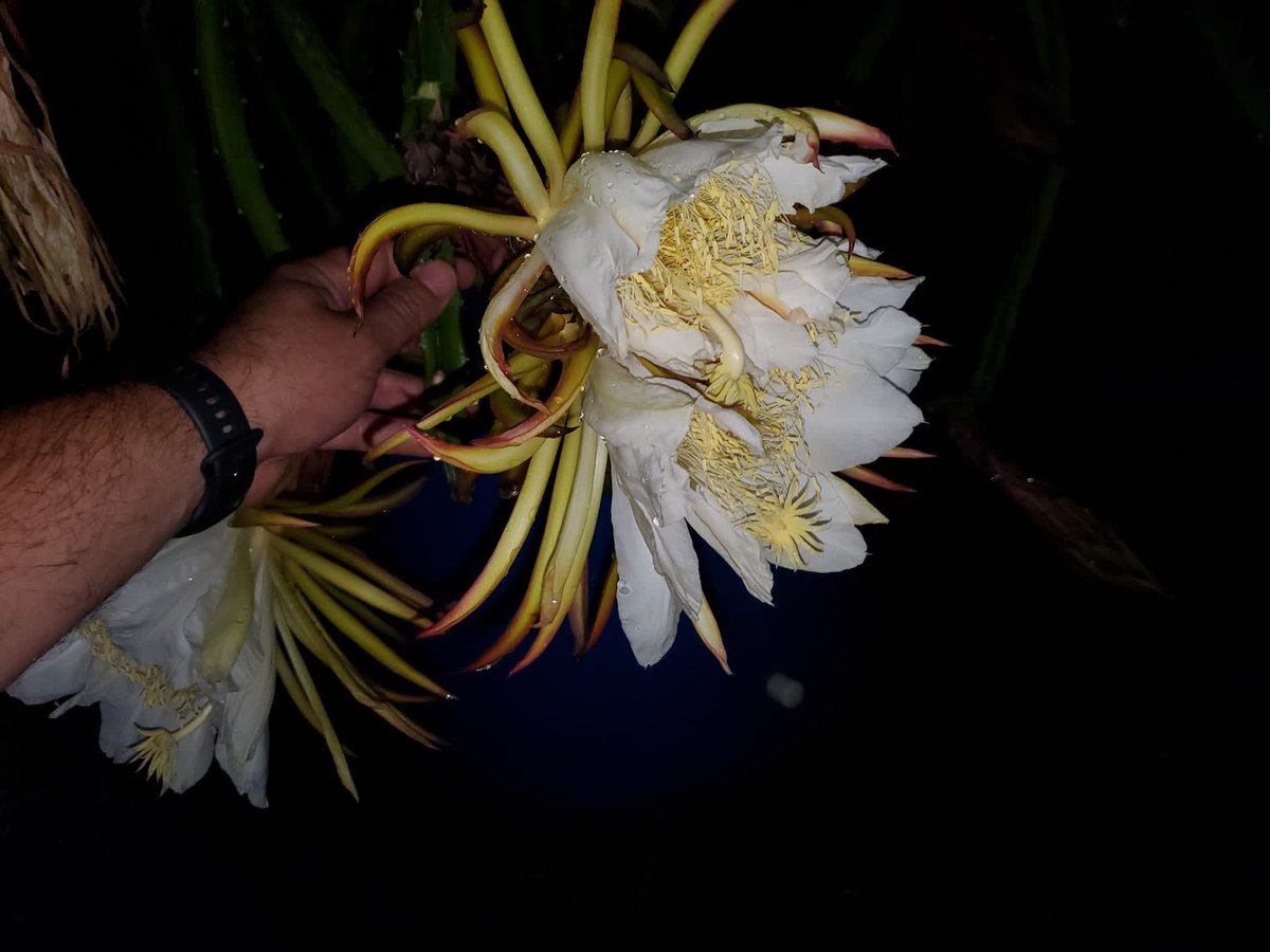 SpicyExotics's tweet photo. Have you seen a siamese Dragon Fruit flower before? #SpicyExotics #DragonFruit #Pitahaya https://t.co/g6Ae36zCDs