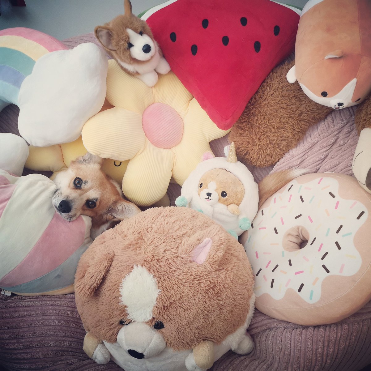 Find Katla :D
#findwaldo
#CorgiCrew