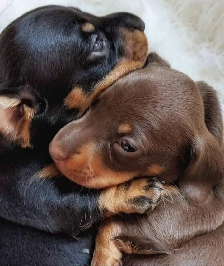 Dachshund Heaven USA tweet media