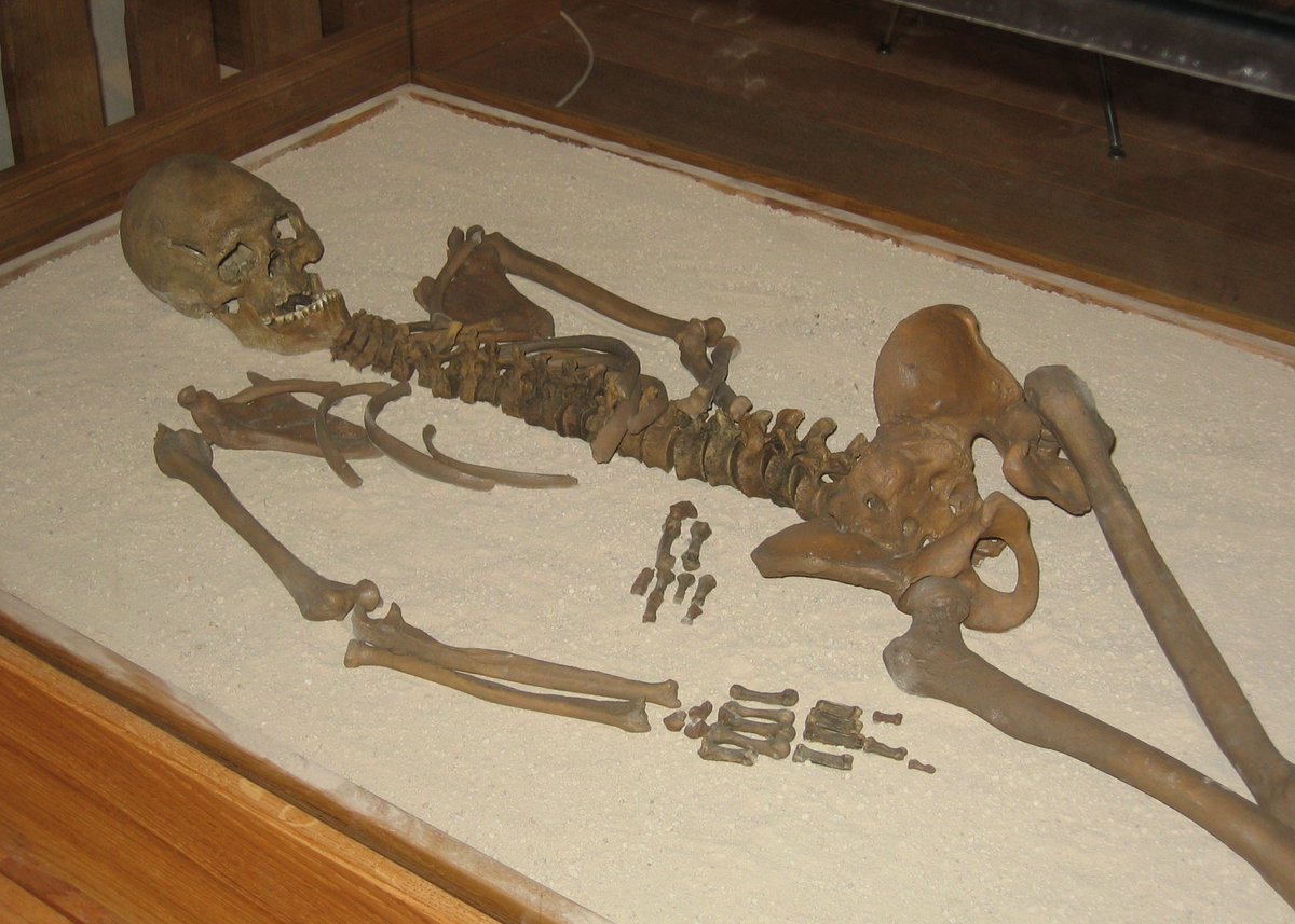 LegacyRoots's tweet photo. Playing around with GedMatch Ancient DNA matches. I am related by 3cM to this person who lived 8,000 years ago. I wonder if there is an inheritance, land, or castle  somewhere. Nevermind, he was found in a rock shelter. 😅

#genealogy #ancestry #Loschbourman #Luxembourg https://t.co/P7aIb91b0O