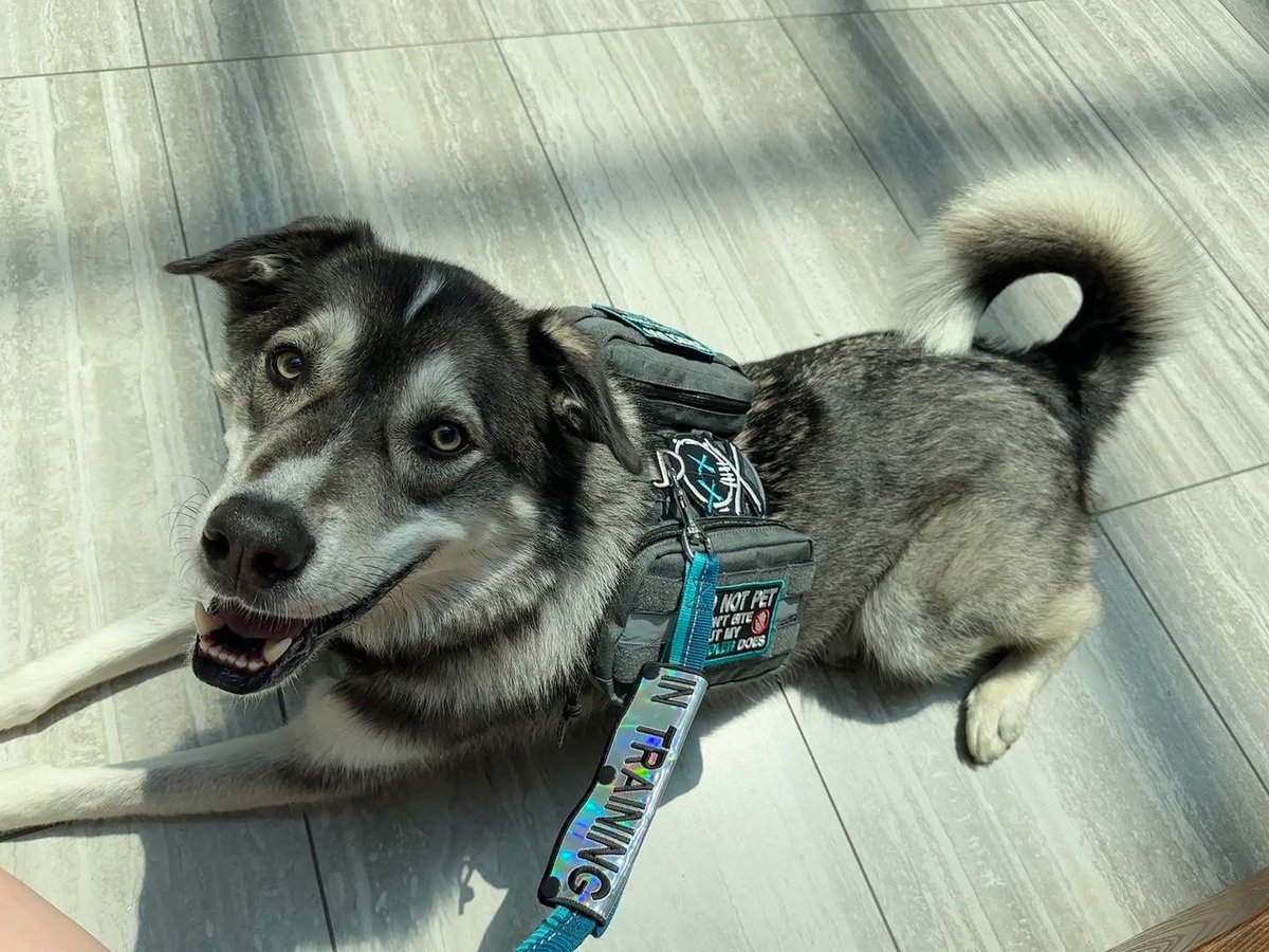 vicky_eq's tweet photo. And Timber is now my service dog in training, bc my mom died in April &amp; that broke me so he’s helping keep me together https://t.co/iyUFUmnEPi