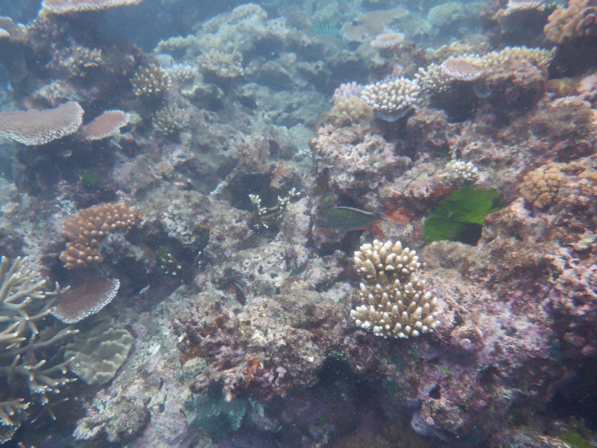 davidiwanow's tweet photo. Another tough day in Cairns thanks #SilverSwift #cairns #reef https://t.co/nAVZofZHEz