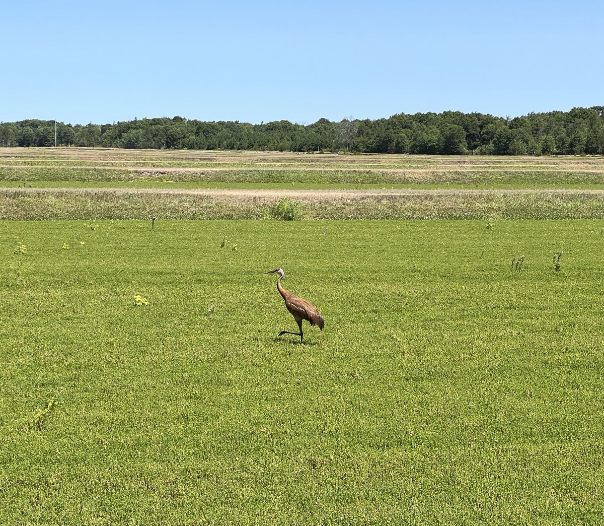 Leslie Holland, PhD (@leslieholland_) on Twitter photo <a href="/UWMadisonExt/">UW–Madison Division of Extension</a> Wisconsin Idea Intern, Olivia, has been a wonderful addition to our team this summer! This week she helped us collect cranberries for <a href="/eithanpozas/">Eithan Pozas</a> research on fruit rot. We lucked out with great weather and some sandhill crane sightings. <a href="/SAME_Cran/">SAME Project</a> <a href="/UWMadisonExt/">UW–Madison Division of Extension</a> Wisconsin Idea Intern, Olivia, has been a wonderful addition to our team this summer! This week she helped us collect cranberries for <a href="/eithanpozas/">Eithan Pozas</a> research on fruit rot. We lucked out with great weather and some sandhill crane sightings. <a href="/SAME_Cran/">SAME Project</a>