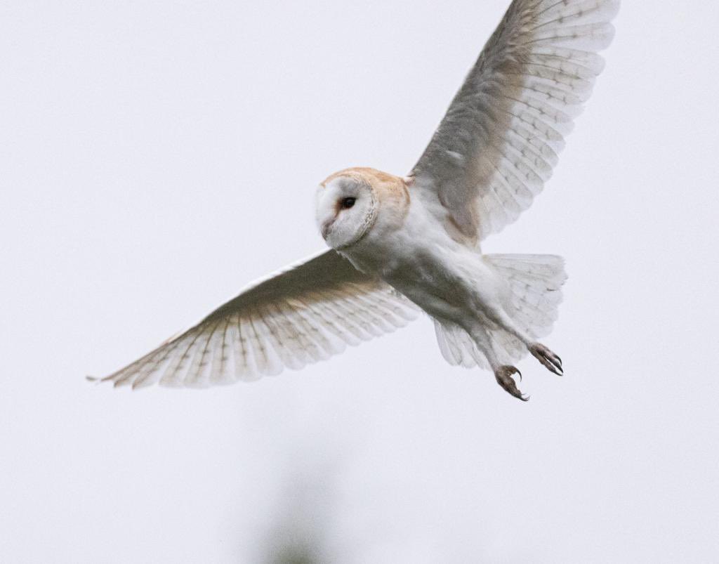 Great news, the Barn Owl nest box fitted on our site in Limerick by <a href="/TheBarnOwlProj1/">The Barn Owl Project 🇮🇪</a> was used this year and the pair reared 5 chicks. A second pair nested in a crevice in our quarry. Photo by <a href="/HueySweeney/">Hugh Sweeney</a>