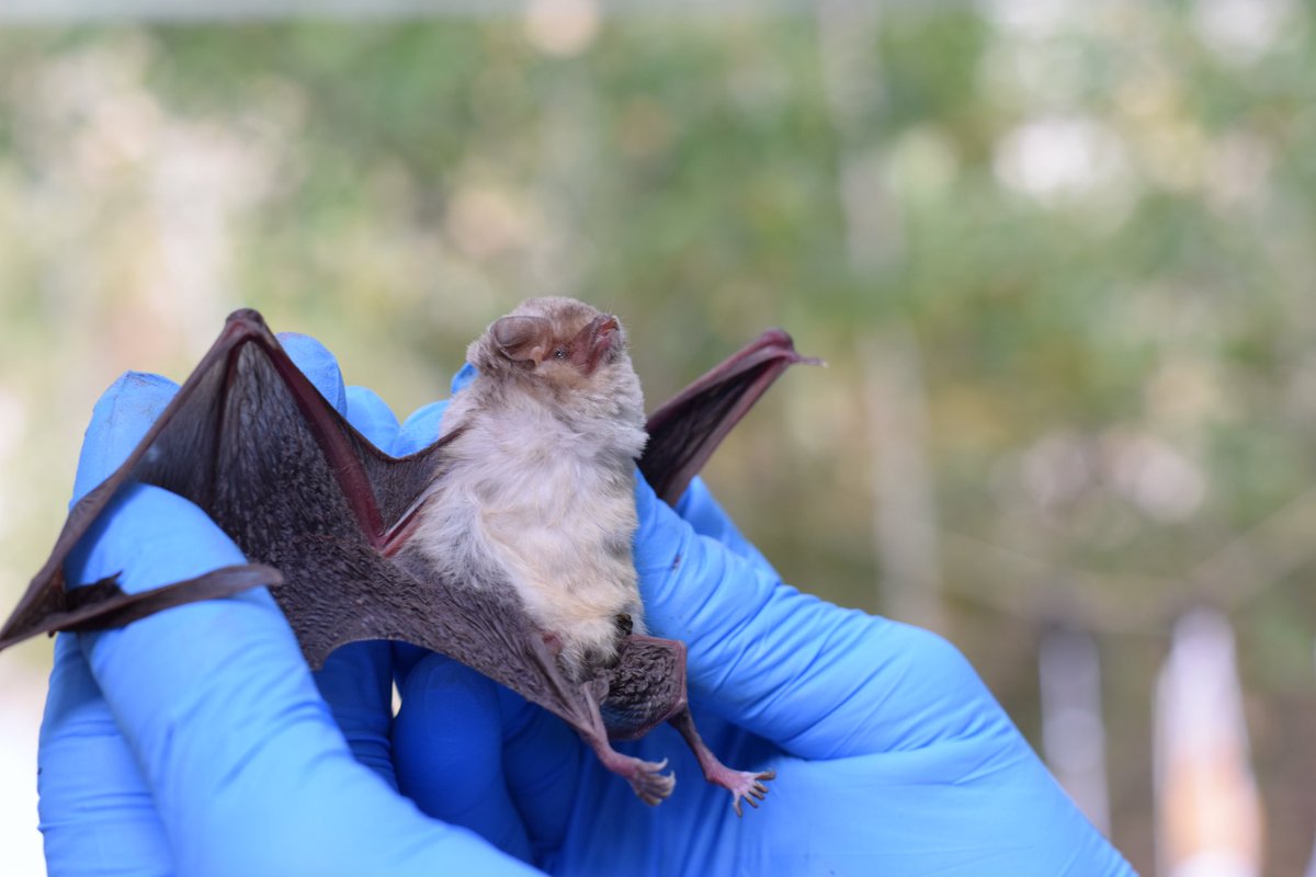 Next chapter of #lloviu virus hunt is out now in <a href="/SciReports/">Scientific Reports</a> We isolated the virus from 🇮🇹🦇🩸and characterized this new isolate. We think that #llov may be more common in Schreibers’s bats than previously thought ➡️ rdcu.be/dgJ28