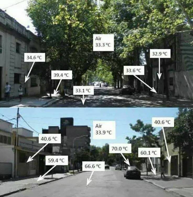 EcoInventos's tweet photo. Con árboles 🌳🌳🌳 vs sin árboles. https://t.co/ZeCF0aooY3
