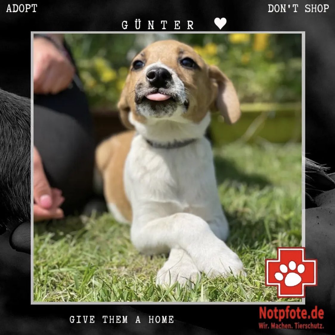 sonnenbroetchen's tweet photo. kann bitte jemand Günter adoptieren 🥺 https://t.co/ICX3TWorqJ