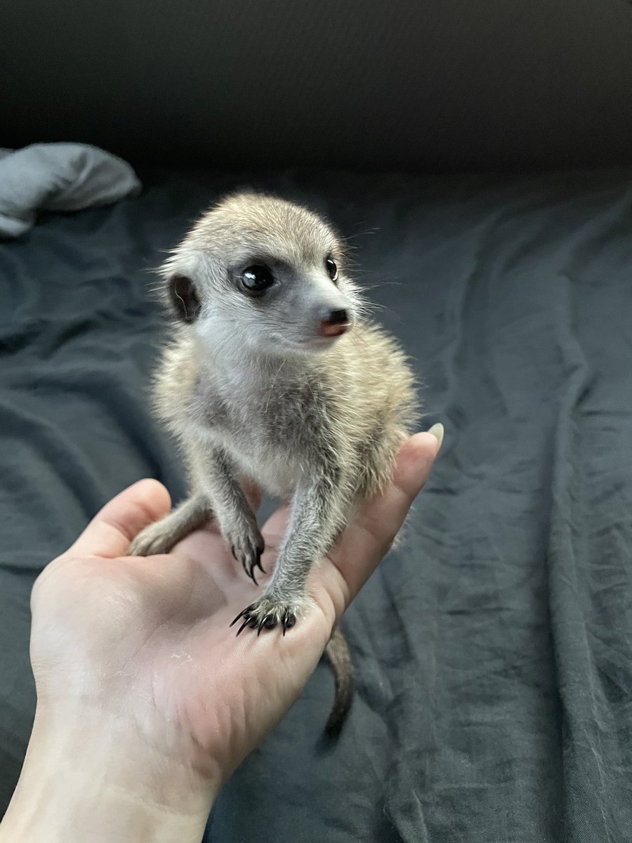 yu_vell30's tweet photo. ロイ君がうち来た当初と最近の写真
最初わ手の平サイズで目がクリクリしてて🥰
今わ手の平に乗り切らなくて凛々しく男前な顔に😍 https://t.co/IcMTgqSbds