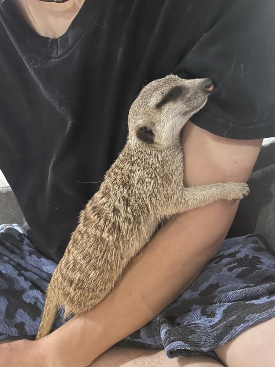 yu_vell30's tweet photo. ロイ君がうち来た当初と最近の写真
最初わ手の平サイズで目がクリクリしてて🥰
今わ手の平に乗り切らなくて凛々しく男前な顔に😍 https://t.co/IcMTgqSbds