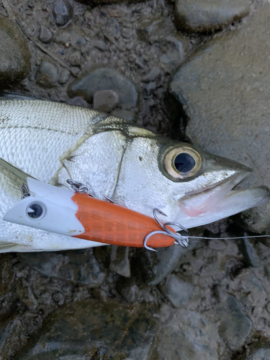 styleof717's tweet image. 本日の夕方チャンスフィッシングなう🎣絶妙な干潮のタイミングに入れてプチラッシュ〜🤭ベビーアビノー70Fメインにチヌ4枚にチーバス1本でした　

@Beatour27 

#ニシネルアーワークス 
#ベビーアビノー70F
#Normalmode
#アイマエアコブラ60
#チャンプルー76S
#今日は川です
#近畿チニング