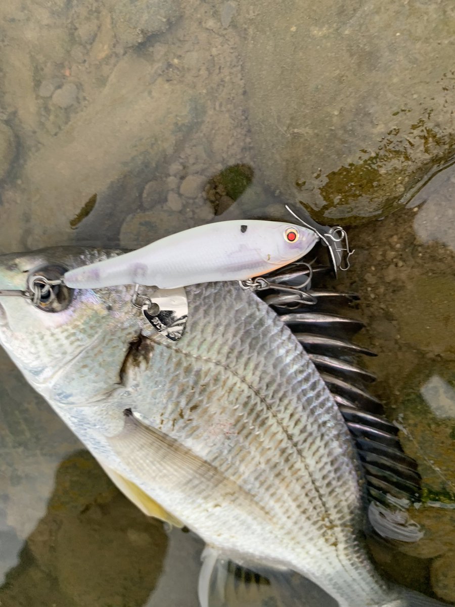 styleof717's tweet image. 本日の夕方チャンスフィッシングなう🎣絶妙な干潮のタイミングに入れてプチラッシュ〜🤭ベビーアビノー70Fメインにチヌ4枚にチーバス1本でした　

@Beatour27 

#ニシネルアーワークス 
#ベビーアビノー70F
#Normalmode
#アイマエアコブラ60
#チャンプルー76S
#今日は川です
#近畿チニング