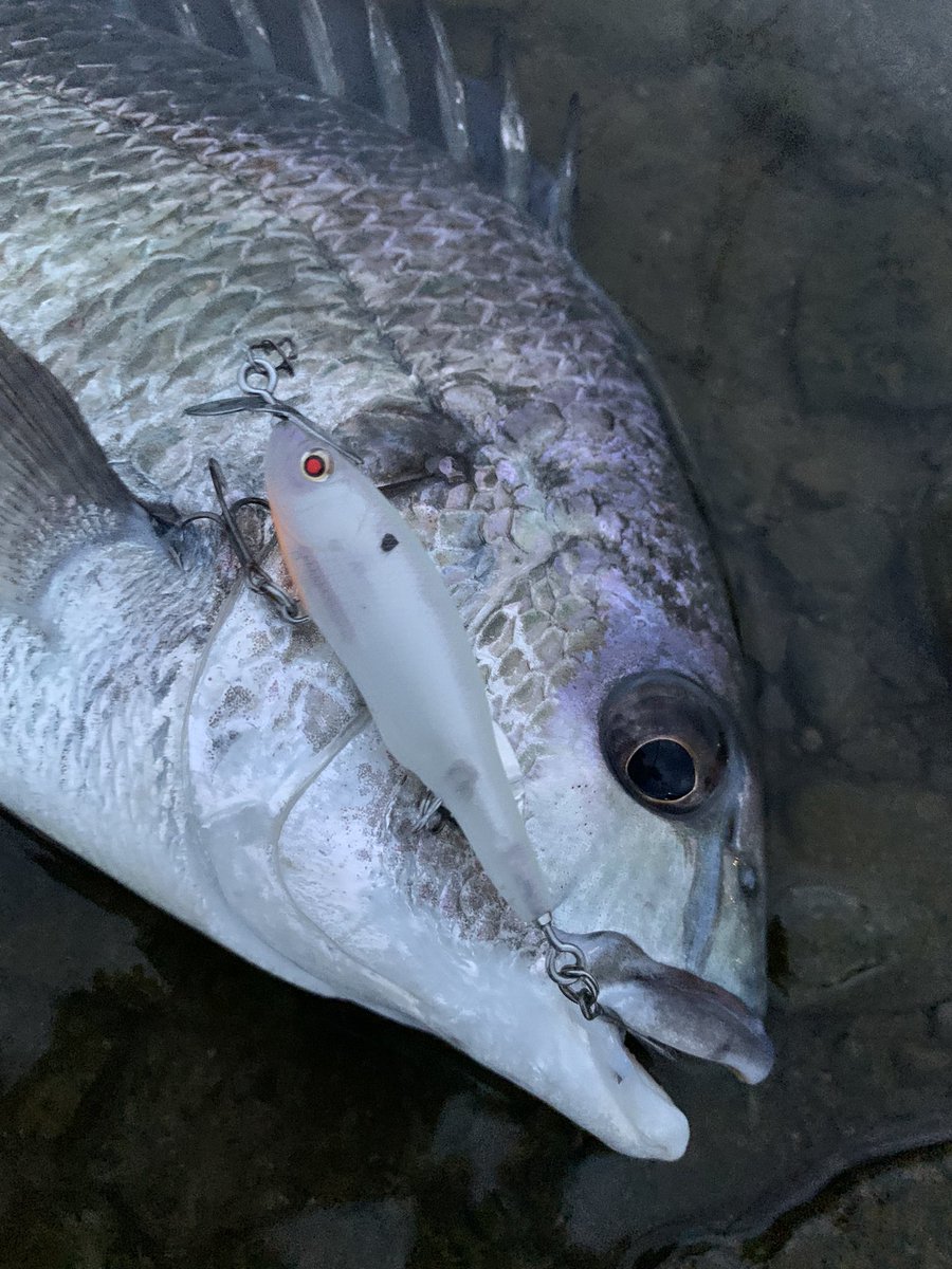 styleof717's tweet image. 本日の夕方チャンスフィッシングなう🎣絶妙な干潮のタイミングに入れてプチラッシュ〜🤭ベビーアビノー70Fメインにチヌ4枚にチーバス1本でした　

@Beatour27 

#ニシネルアーワークス 
#ベビーアビノー70F
#Normalmode
#アイマエアコブラ60
#チャンプルー76S
#今日は川です
#近畿チニング