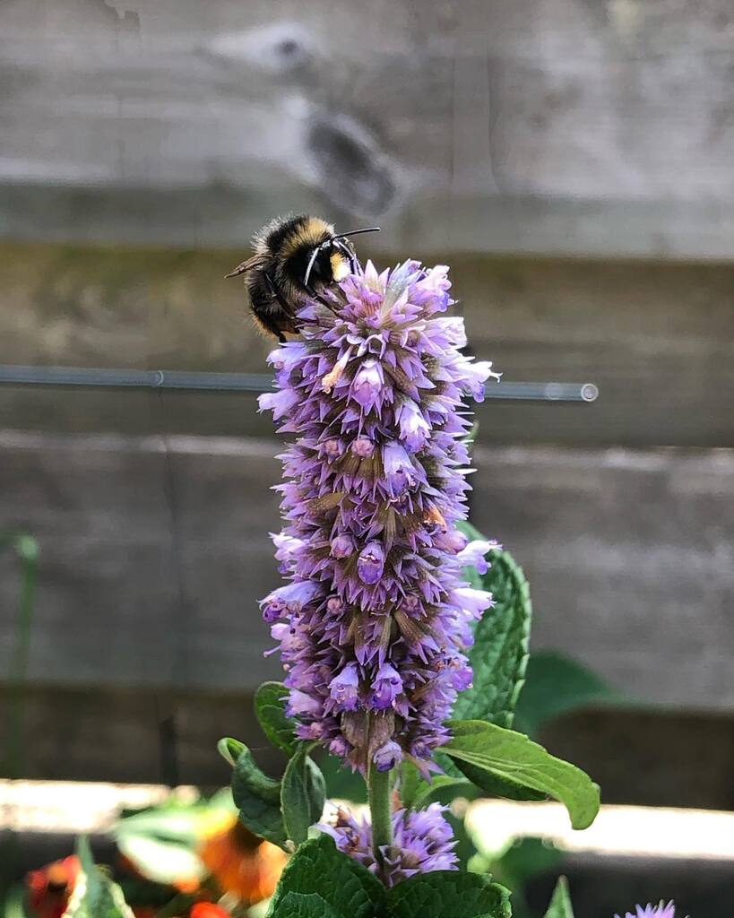Buzzy .
.
.
.
.

#summer #flowers #vangogh #ijsselstein #netherlands #bees  #flowerpower #mijntuin #tuinieren #bloemen #gardening #growyourown #happy #citygarden #smallgarden instagr.am/p/CuouMk5IEZE/