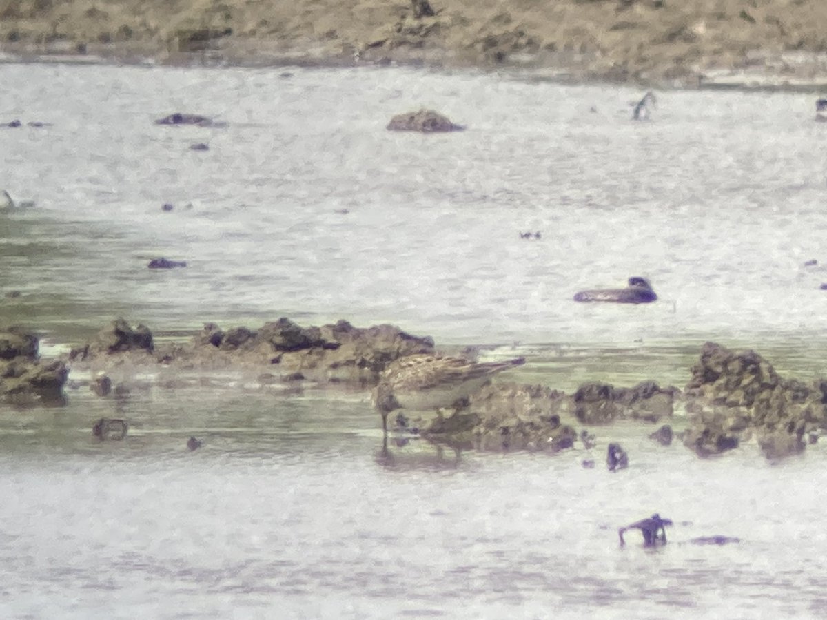 Pec sand from 2nd hide Goldcliff at 12.50 #gwentbirds <a href="/BirdGuides/">BirdGuides</a>