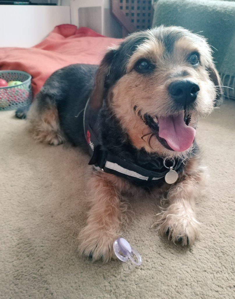 daisyrabbit's tweet photo. Look what I (Penny Bear) found on my walk today. I carried it home in my mouf like a baba &amp; began playing with it on the carpet.Then I got distracted by being given a biscuit and before I knew it - the dummy thief had struck again &amp; stolen it... now I can't find it anywhere 😤 https://t.co/WugQPxv8ae