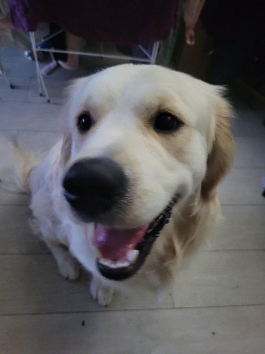 RoscoRetriever's tweet photo. Hi frens, I'm sorry I've not posted in a while but something happened to me.....I did not see this coming #whathappened #news #whatcanitbe #Goldenretrievers https://t.co/DDAVvpdg7V