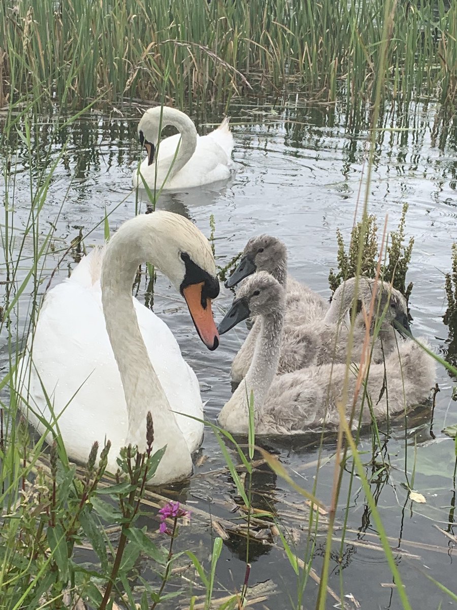 Malls Mire Community Woodland tweet media