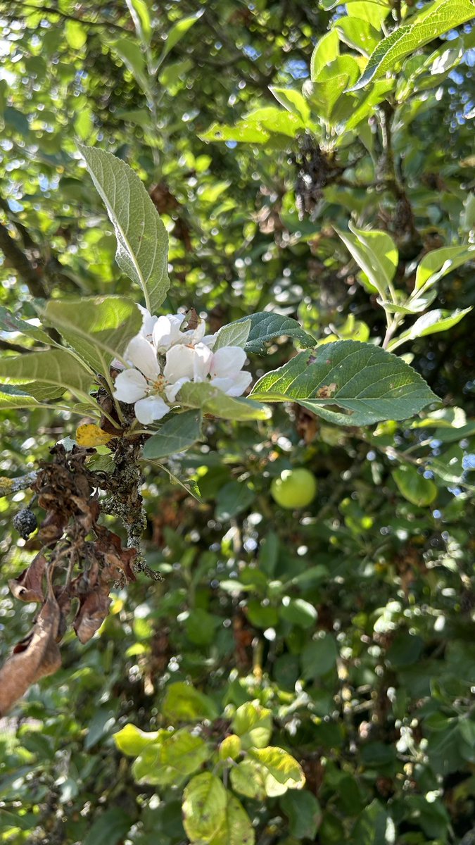 SamsonBc_Games's tweet photo. Was ist dann hier los Blüten und Äpfel an einem Baum? https://t.co/Q83bOutvJz