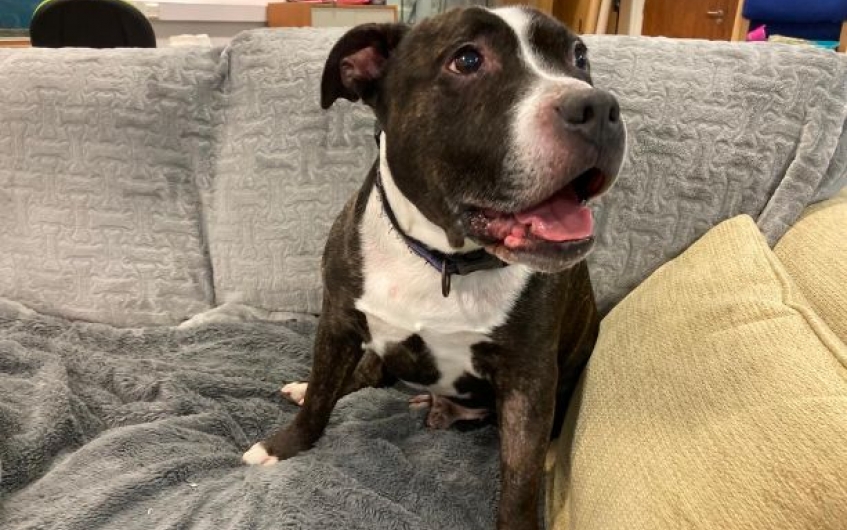 AdoptionsUk's tweet photo. URGENT, please retweet to help Bow find a home #ABERDEENSHIRE #SCOTLAND 
Affectionate Staffordshire Bull Terrier aged 14!  He's looking for a quiet adult home as the only pet. 
Please contact the shelter for more info 💔 

DETAILS  or APPLY
https://t.co/8MzOTkXY14 #dogs https://t.co/4D3adrUS00