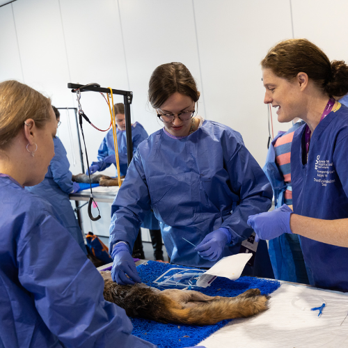 VetShow's tweet photo. Wet Labs are ✨BACK✨

Swipe to see photos from previous sessions📸

Training is delivered by @CentralCPD and is now available to book for only £79+VAT here - https://t.co/VrdEhQmPga

Remember - you can book as many sessions as you want and sessions run all day on both show days! https://t.co/Q7fvjsV8FY