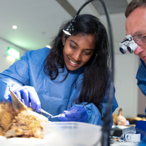 VetShow's tweet photo. Wet Labs are ✨BACK✨

Swipe to see photos from previous sessions📸

Training is delivered by @CentralCPD and is now available to book for only £79+VAT here - https://t.co/VrdEhQmPga

Remember - you can book as many sessions as you want and sessions run all day on both show days! https://t.co/Q7fvjsV8FY