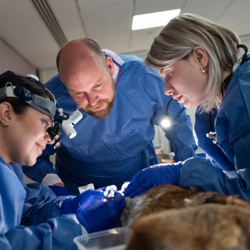 VetShow's tweet photo. Wet Labs are ✨BACK✨

Swipe to see photos from previous sessions📸

Training is delivered by @CentralCPD and is now available to book for only £79+VAT here - https://t.co/VrdEhQmPga

Remember - you can book as many sessions as you want and sessions run all day on both show days! https://t.co/Q7fvjsV8FY