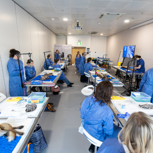 VetShow's tweet photo. Wet Labs are ✨BACK✨

Swipe to see photos from previous sessions📸

Training is delivered by @CentralCPD and is now available to book for only £79+VAT here - https://t.co/VrdEhQmPga

Remember - you can book as many sessions as you want and sessions run all day on both show days! https://t.co/Q7fvjsV8FY