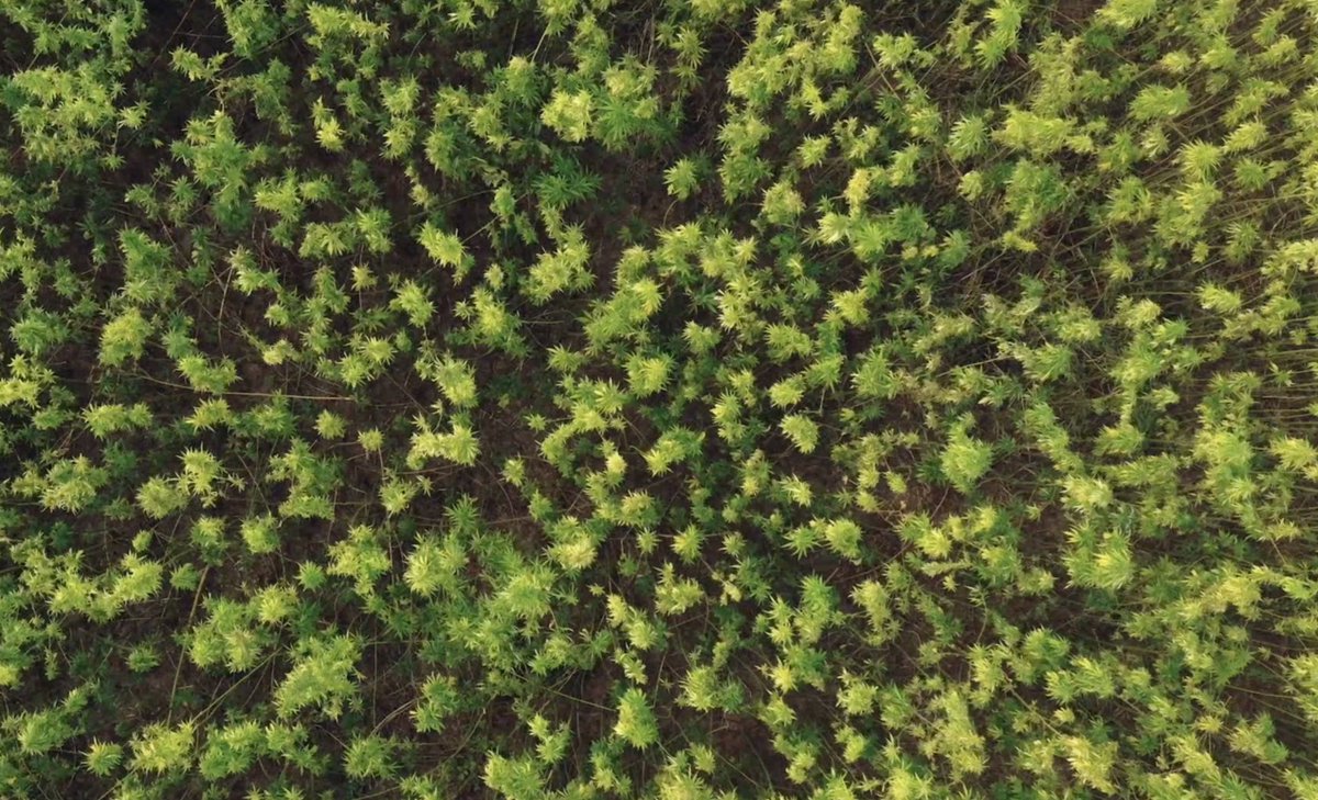 📢 Surt a la llum el secret de l'èxit dels <a href="/Minyons/">Minyons de Terrassa</a> de Terrassa: l'abstinència sexual total. I descobrim la implantació del cultiu de marihuana per salvar el Delta de l'Ebre

Aquesta nit (22.45), dos nous capítols de #TeoremaMicoTV3

ℹ️ ccma.cat/tv3/el-teorema…