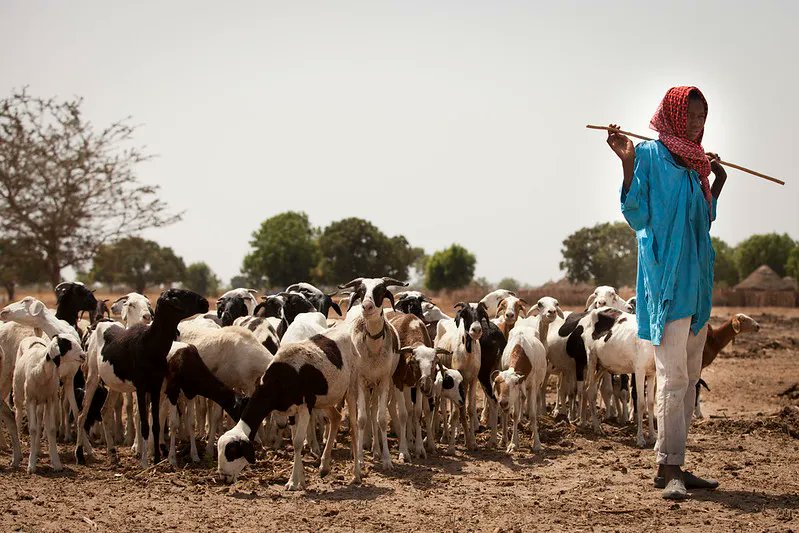 SPARC_Ideas's tweet photo. 👋How can the huge gap in #climatefinance in #WestAfrica be filled to support #pastoralist &amp; #agropastoralists to build #resilience?

Don’t miss our new report for #policymakers by @WaneAbdrahmane &amp; @MauguetteKaire1  👇
https://t.co/fTBOvFvP1W

@umoatitres @ECA_OFFICIAL https://t.co/ZLnt2cCIYY