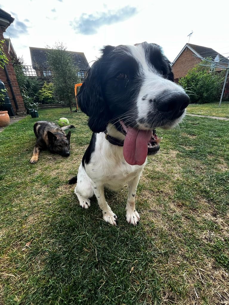 CAD 11-0444 PD CLOUD is looking very smug. Thats because after a Robbery of an elderly man in <a href="/KentPoliceShep/">Kent Police Folkestone and Hythe</a> where personal items and over £2000 were stolen. Patrols have quickly arrested the suspects and after a route search PD CLOUD has found the cash and items hidden #Nose4it