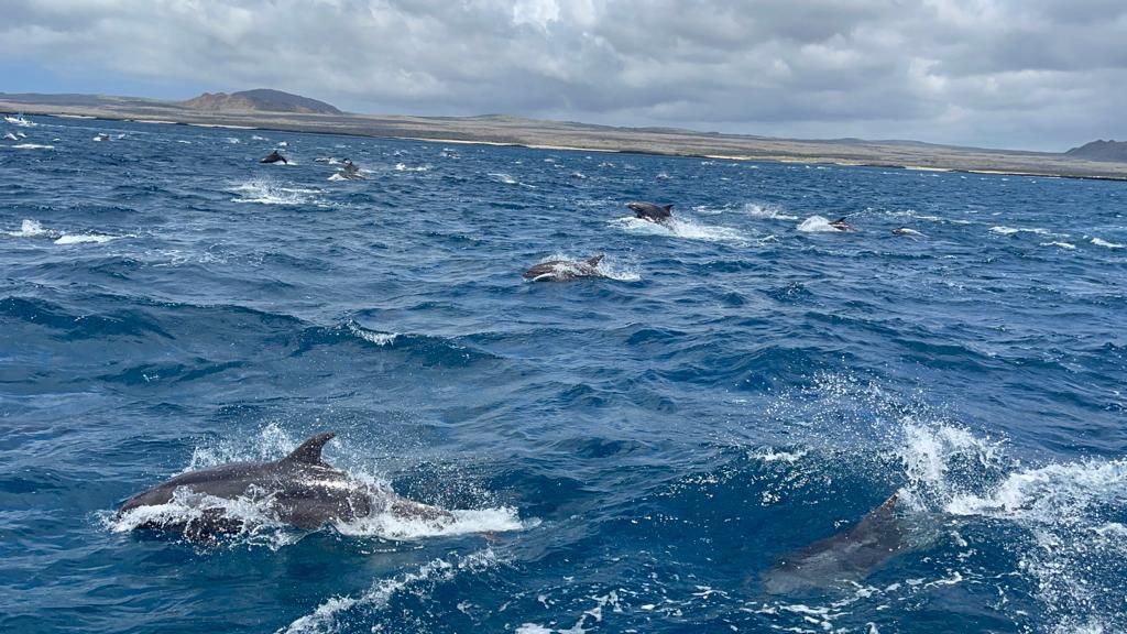 The first jellyfish sighting in #Galapagos using our app #MedusApp. Thanks to the users and good friends  Cristina and Miguel. Info also at medusapp.net <a href="/MarLabUADenia/">Laboratorio Marino UA-Dénia MarLabUA-Dénia</a> <a href="/Ciencias_UA/">CienciasUA</a> <a href="/UAdivulga/">UA Divulga</a>