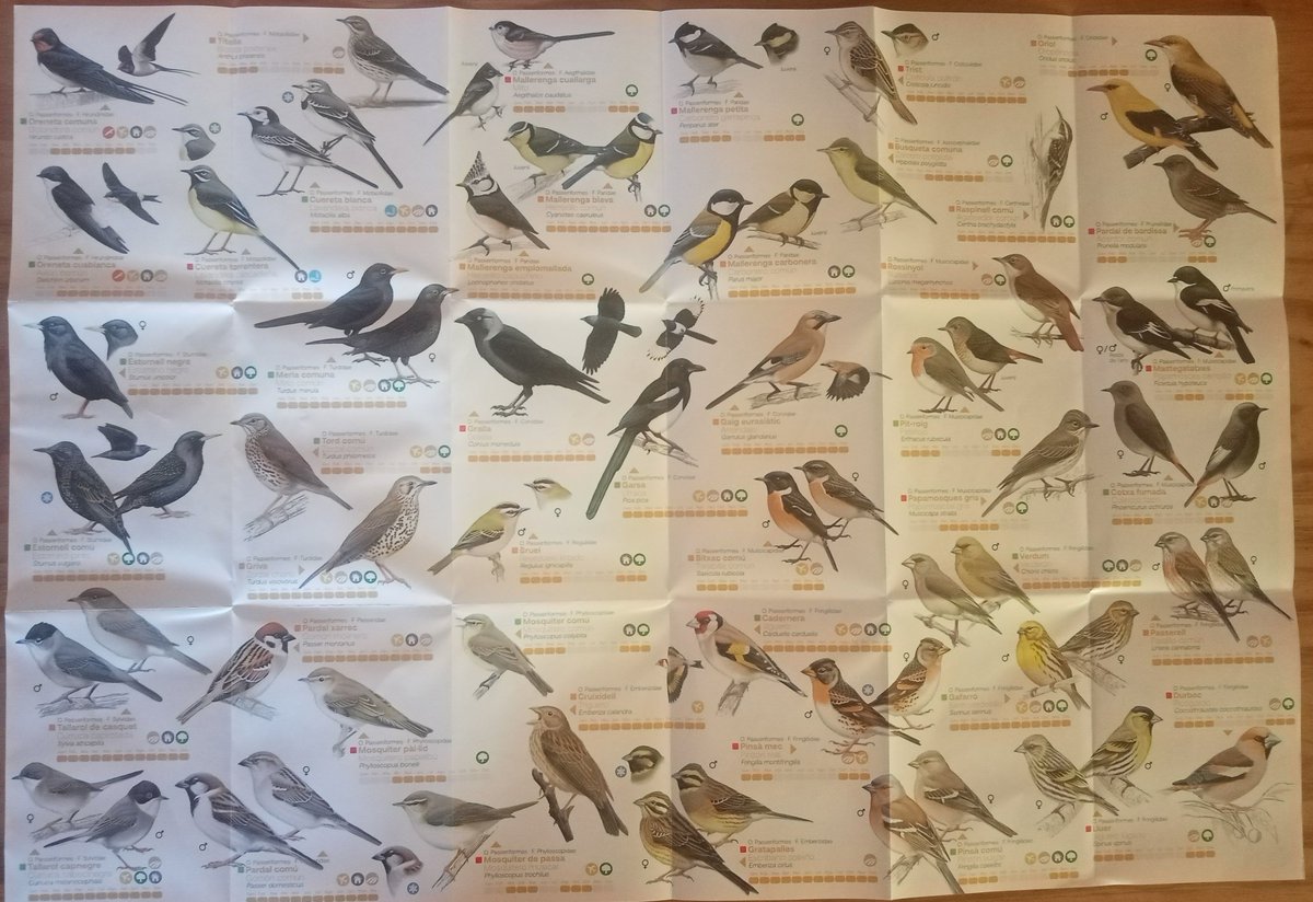 Hakkiles34's tweet photo. Us aconsello que si aneu a #Reus a prendre un #masclet o una cervesa us feu abans amb la Guia dels ocells de Reus, dels cracks @AlexMascarell i @birdcatalunya.
Malgrat identificar-lo, aquest colom, a la plaça Llibertat, em va pispar l'aperitiu... https://t.co/ZLmXckl6TF