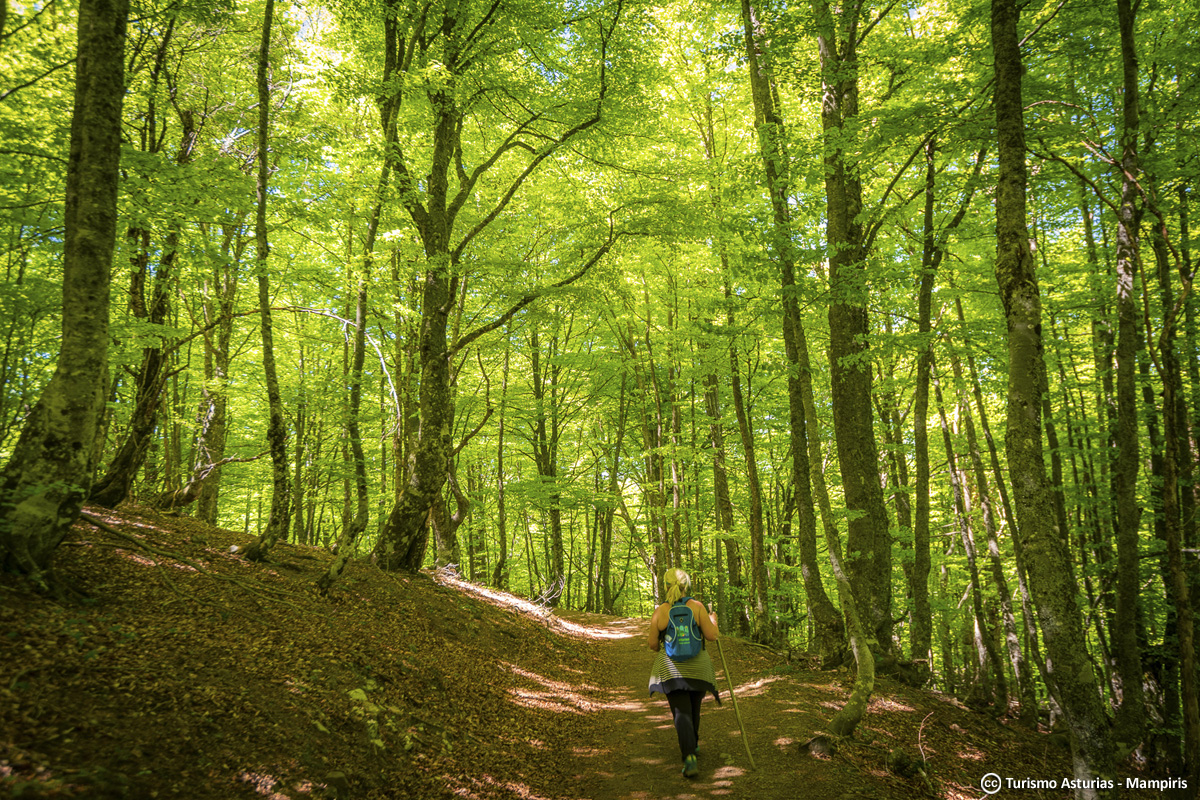 TurismoAsturias's tweet photo. 𝗖𝗮𝗺𝗶𝗻𝗮𝗿 𝗲𝗻𝘁𝗿𝗲 𝗹𝗼𝘀 𝗽𝗮𝗶𝘀𝗮𝗷𝗲𝘀 𝗱𝗲 𝗔𝘀𝘁𝘂𝗿𝗶𝗮𝘀 𝗲𝘀 𝘁𝗼𝗱𝗮 𝘂𝗻𝗮 𝗲𝘅𝗽𝗲𝗿𝗶𝗲𝗻𝗰𝗶𝗮 ¡Calzáte las botas y disfruta de todas estas opciones que te ofrecemos aquí 👉 https://t.co/bZs7dEyIQP! https://t.co/ulMwtVIIwr
