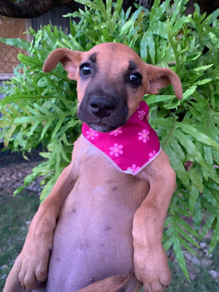 Mariaquiroga123's tweet photo. Esta cachorrita de 2 meses está buscando hogar en Bogotá o La Guajira 🙏🏻 Se entrega desparasitada y con vacunas al día ❤️ #ayudenmeadifundir #adoptanocompres https://t.co/VR2yJrJJAz