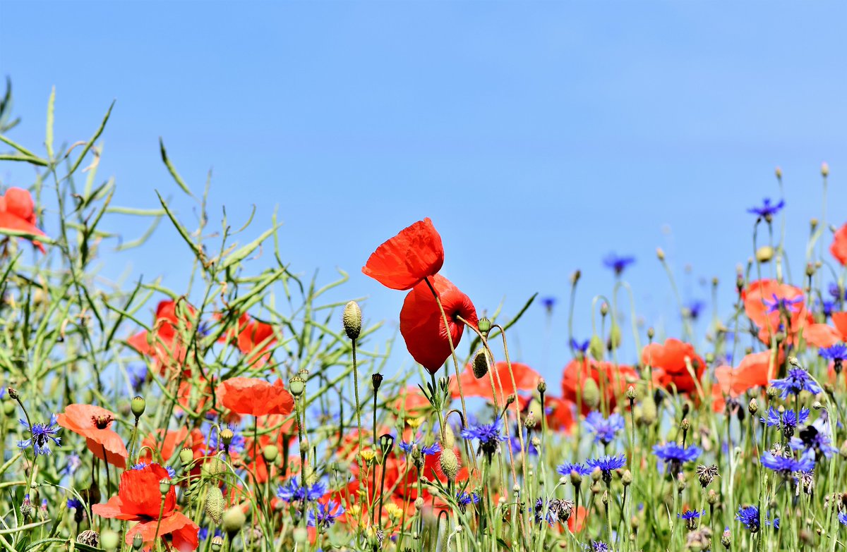 permakulturBlog's tweet photo. Gesetz zur Wiederherstellung der Natur
Gestern war ein bedeutsamer Tag für Europa: Das Gesetz zur Wiederherstellung der Natur wurde (mit knapper Mehrheit) verabschiedet. Mir scheint das wirklich ein Meilenstein (habe

https://t.co/wdnF8j9lor https://t.co/aqmCtYDalC