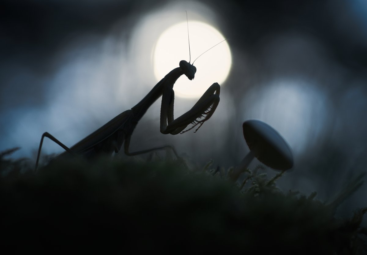 insectweek's tweet image. #Mantids are #cannibalistic and well known for females devouring males before, during or after mating

📸Panagiotis Dalagiorgos @PYoPhotography1 
Highly Commended #InsectWeek Over 18 #Photo #competition 2022

Visit our #DiscoverInsects pages: 
insectweek.org/discover-insec…