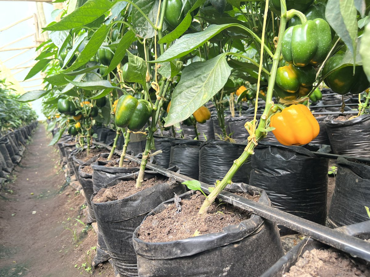 OmiaLtd's tweet photo. Very good performance of Celaya (yellow) and Nemalite (red) F1 sweet pepper from @houseofseeds_Ug at Ramic Investments Farm in Arua😊

Make your orders @omiafoods 

#farmersfirst #sweetpepper 

#agribusiness https://t.co/0QXCLFmbSx