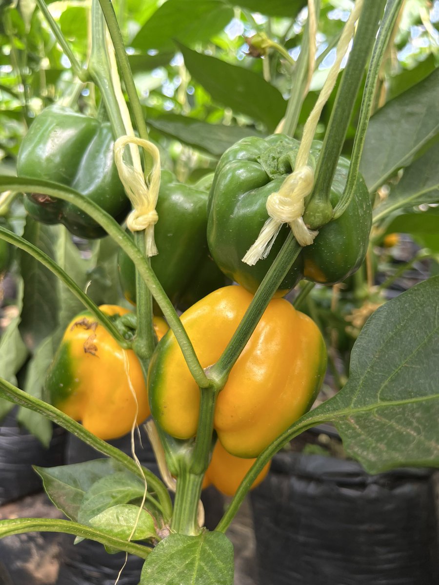 OmiaLtd's tweet photo. Very good performance of Celaya (yellow) and Nemalite (red) F1 sweet pepper from @houseofseeds_Ug at Ramic Investments Farm in Arua😊

Make your orders @omiafoods 

#farmersfirst #sweetpepper 

#agribusiness https://t.co/0QXCLFmbSx