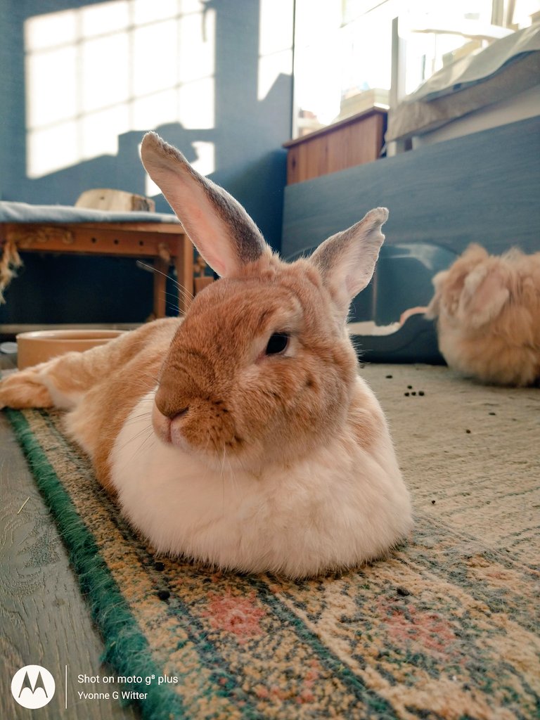 daisyrabbit's tweet photo. My boy Biscuit 2 days before he suddenly left for 🌈 Bridge 💔 I took him in about 5 years ago when his then 15yr old owner no longer had time or wanted him anymore We had real bond He would jump-up on my bed at night and rest his fluffy head on my arm kiss me and go to sleep💔😭 https://t.co/h7BjWDuf6R