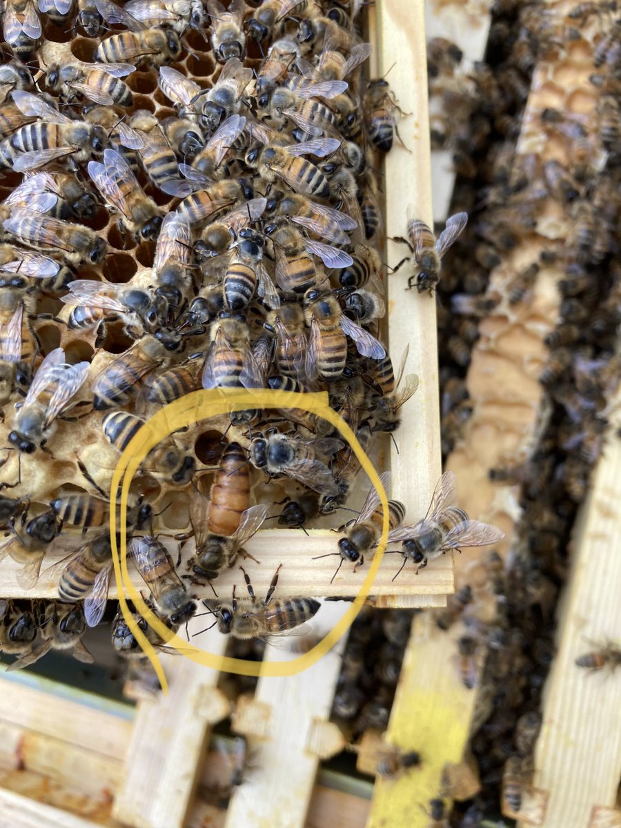 Apiary update today
Hive 1 Q Beryl still laying down more honey. Pictures show uncapped and capped honey. 
We also split the brood into hive 4.  We will find out next week how it’s doing.  
Hives 2 &amp; 3 now have laying new queens so they are going from strength to strength.