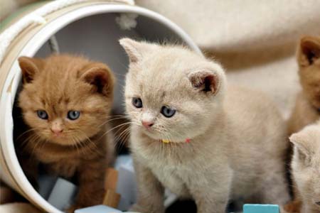 Verantwortung für das Tierwohl übernehmen: Freilaufende Katzen müssen gechipt und kastriert werden.
Die Stadt Nordenham hat – wie andere Kommunen auch – eine Katzenverordnung ...
shorturl.at/asCEV
#katzen #kitten #nordenham #verordnung #tierwohl