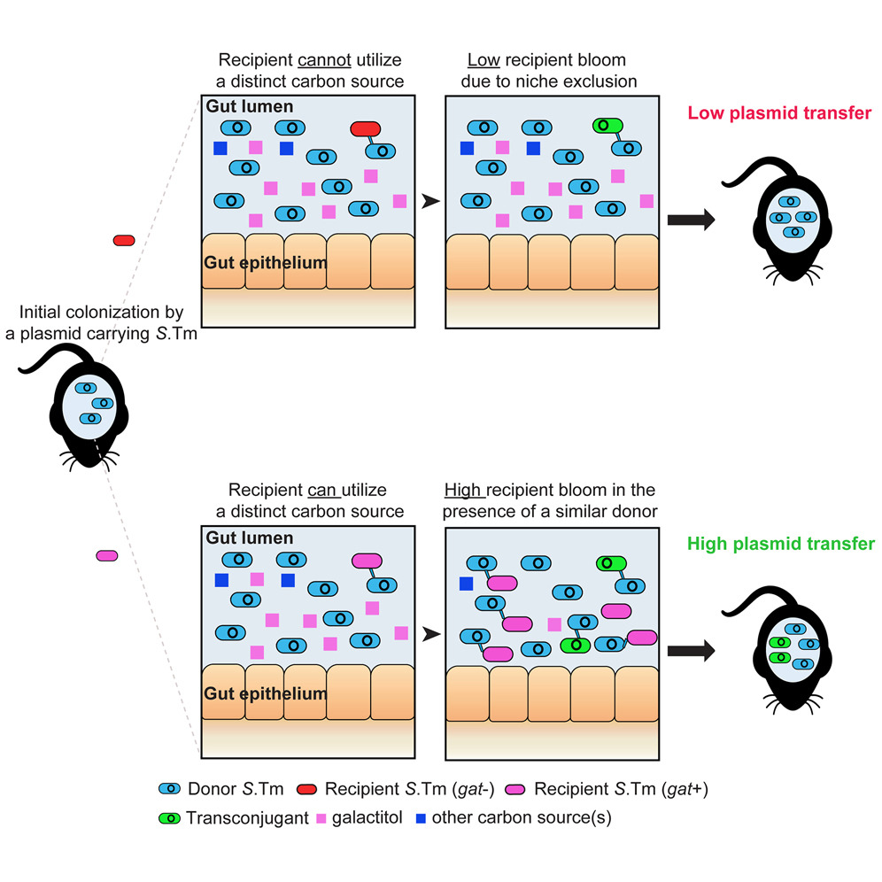 cellhostmicrobe's tweet photo. Fueling Salmonella:Hardt lab @Microbio_ETH reveal ability to utilize single-carbon source (galactitol/arabinose) enables #Salmonella to bloom in gut pre-colonized by another Enterobacteriaceae. This also promotes transfer of #antibiotic resistance plasmids https://t.co/lZKe8BTWEM https://t.co/IDN6uAd88n