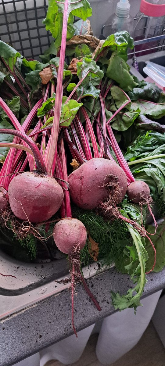 penceking50's tweet photo. Just keeps on giving..20 little teeny leeks planted in 3 big pots, under net curtains (*waves fist at pigeons*)
I have used most of the multi-sown beet leaves as "spinach" but left a few to mature.
This is my story, feel free to rt, add your own, Twitter needs it
#veggiesrule 💚 https://t.co/KPhODBsDo6