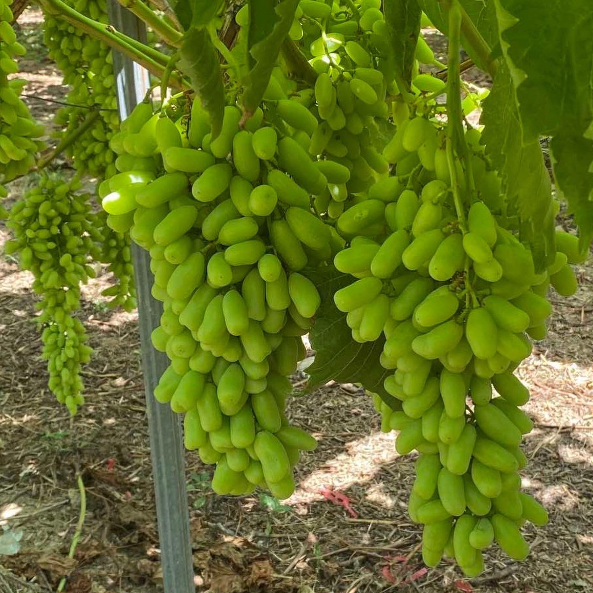 Agrostep_'s tweet photo. Τέλειο μάκρεμα, σωστό αραίωμα, άψογη ράγα. 👌👌

📸 Οι φωτογραφίες τραβήχτηκαν εχθές από συνεργάτη μας στην Καβάλα που επέλεξε τα   #BiostimolanteL  #Biofat600 #LidafolKL  #Risror σε 3 συνδυασμούς ανάλογα το στάδιο.

#grapes #biostimulants #plantnutrition #agrostep https://t.co/KIpR8Gyo0E