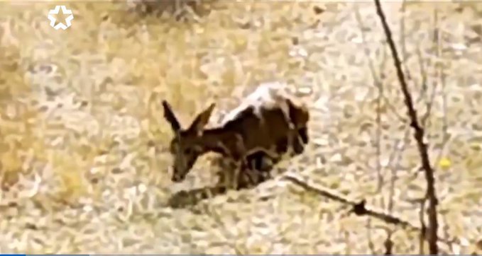 ¡ACCIÓN EN TWITTER ! 
Hazlo viral 
Salvemos a los corzos que están muriendo de sed
 La empresa SANCORGANIC 
ha vallado el acceso del linde del rio Jarama 
#QuitaLaVallaSancorganic 
#VallaDelExterminioDeCorzos 
#RioJarama 
#ValdetorresDeJarama